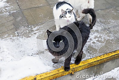 Bunch of stray cats Stock Photo