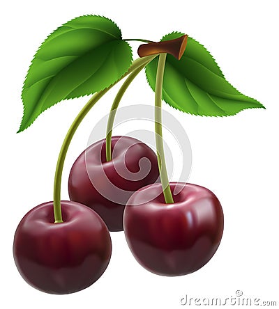 Bunch of three cherries Vector Illustration