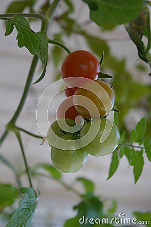 A bunch of tomatoes begin to ripe. Vegetable garden on the balcony Stock Photo
