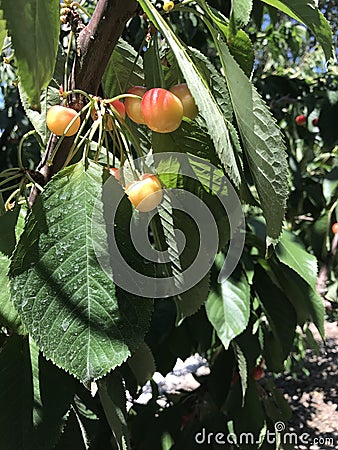 The Bunch on the Tree Stock Photo