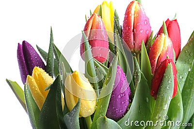 Bunch of tulips Stock Photo