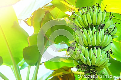 Bunch of unripe banana fruit on tree Stock Photo