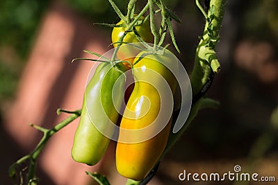 A bunch of unripe tomatoes hanging Stock Photo