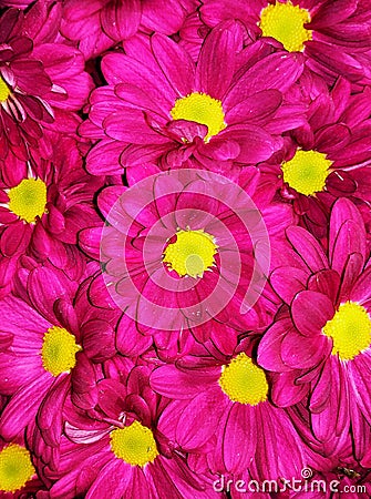 Bunch of Vibrant colour flowers chrysanthemum for background Stock Photo