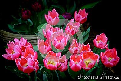 Bunch of vibrant pink tulips Stock Photo