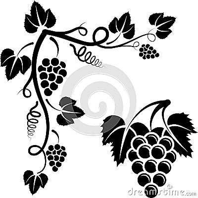 Bunch of vine Vector Illustration