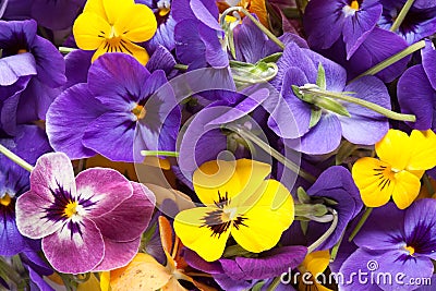 Bunch of violet eatable flowers Stock Photo