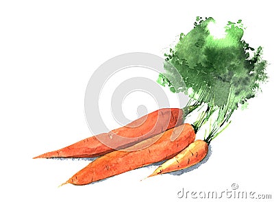 Bunch of watercolor carrots. Hand drawn illustration isolated on white background Cartoon Illustration