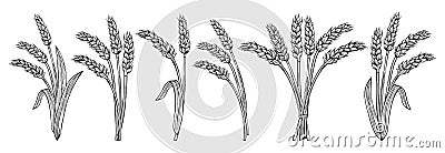 Bunch wheat ear sketch set cereals bundle ripe spike wheat agricultural flour farm production bread Vector Illustration