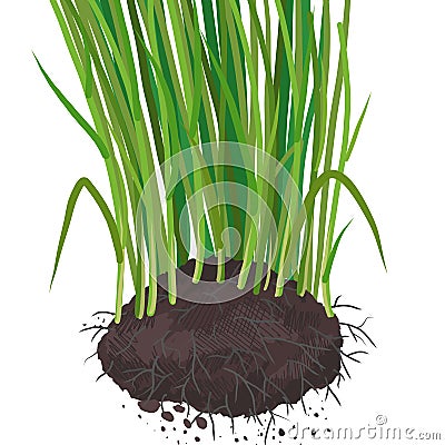 Bunch of wheat with roots. Root development on cereal plants. Agricultural field. Growing young sprouts plant shoots Vector Illustration