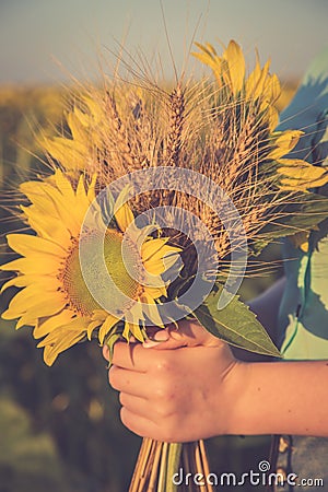 A bunch of wheat and sunflower in the hands of a girl Stock Photo