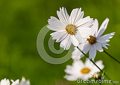 Bunch of White Cosmos flowers Stock Photo