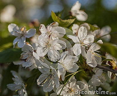 A bunch of white flowers and blue skies - spring in London, England. Stock Photo