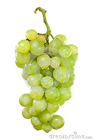 Bunch of white grapes with drops of water Stock Photo