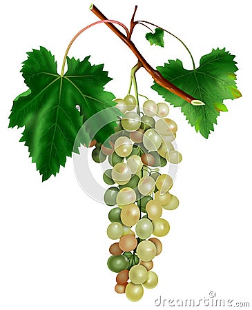 Bunch of white grapes Stock Photo