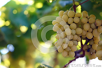 Bunch of white grapes ready to be harvested Stock Photo