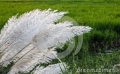 A bunch of white kans grass flowers blossomed near the rice field Stock Photo