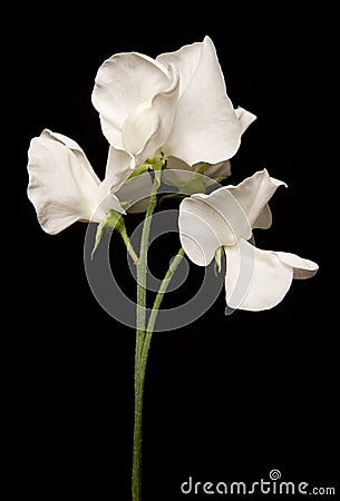 Bunch of White Sweet Peas Stock Photo