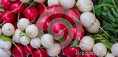 Bunch of white turnips and red radishes from below Stock Photo