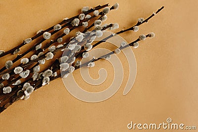 Bunch willow buds and flowers on craft background, holiday sprin Stock Photo