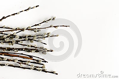 Bunch willow buds isolated on white background, holiday spring c Stock Photo