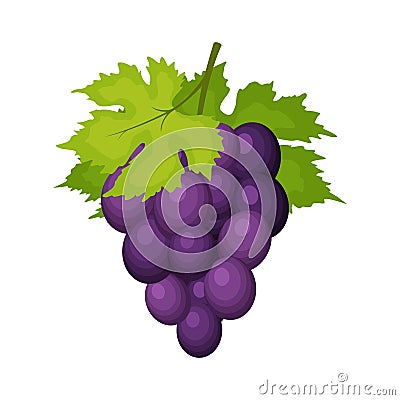 Bunch of wine grapes with leaves isolated on white backgrond. Grape icon in flat cartoon style. Fresh berry, raw Vector Illustration