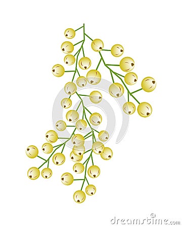 Bunch of Yellow Aglaia Odorata Flower on White Background Vector Illustration