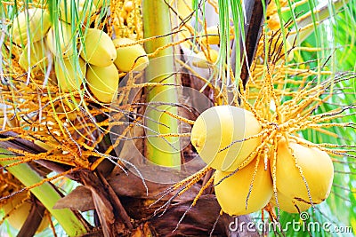 Bunch of Yellow Coconut at Palm Tree Stock Photo