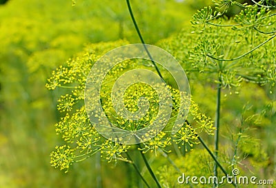 Yellow dill flowers under the sun Stock Photo