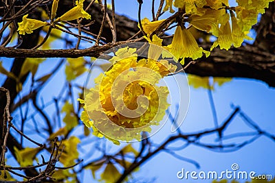 Bunch of yellow flower Stock Photo