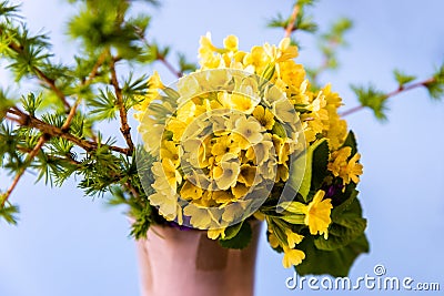Bunch of yellow primrose with larch twig in vase Stock Photo