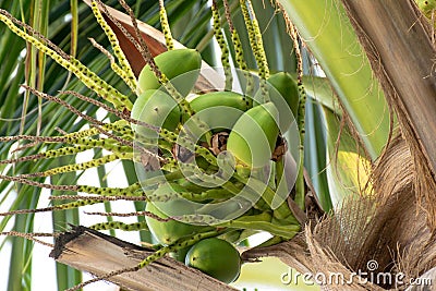 Bunch of young coconuts growing on palm tree Stock Photo