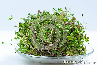 Bunch of young sprouts of microgreens, grown for food in a jar, on a glass saucer Stock Photo