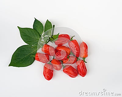 Bunch of Zavory Mild Habanero peppers Stock Photo