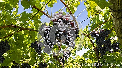 Bunches of black grapes in the Italian vineyards Stock Photo