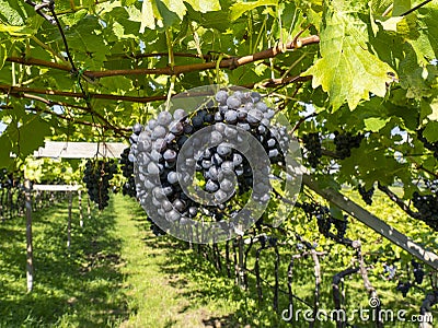 Bunches of black grapes in the Italian vineyards Stock Photo