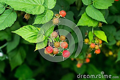 Bunches of black raspberry (Rubus occidentalis) ripening on the Stock Photo