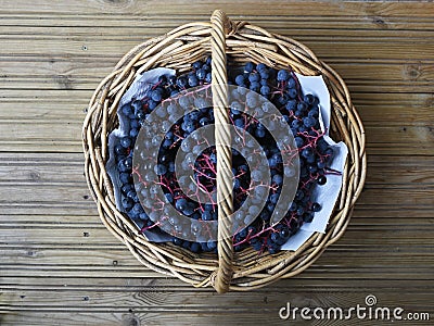 bunches of blue ripe grapes in a wicker basket Stock Photo