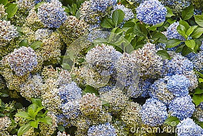 Bunches of blue and yellows hydrangeas. Colorful flowers background Stock Photo