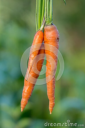 Bunches of carrots with tops Stock Photo