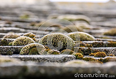 Bunches of colorful moss on the tiled roof Stock Photo