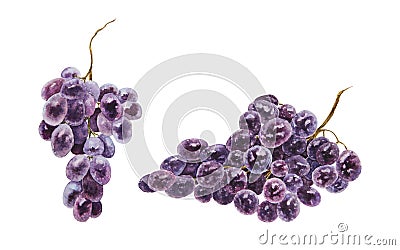 Bunches of dark grapes. Watercolor hand drawn botanical illustration. Ingredient in wine, vinegar, juice, cosmetics Cartoon Illustration