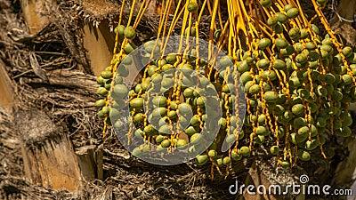 Bunches of dates ripen in the sun, summer Stock Photo