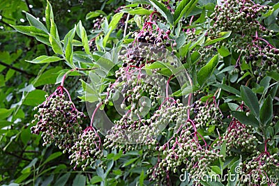 Bunches of elderberry Stock Photo