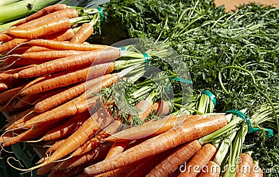 Bunches fresh orange carrots with a green stems Stock Photo