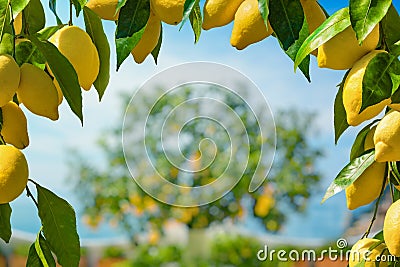Bunches of fresh yellow ripe lemons with green leaves, lemon tree grows in blurred background Stock Photo