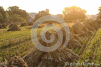 Gathered wheat in an Amish field, in the morning sun light Stock Photo