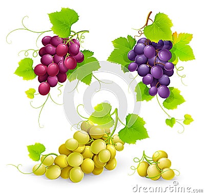 Bunches of grapes Vector Illustration