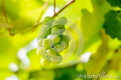 Bunches grapes hang from a vine Stock Photo