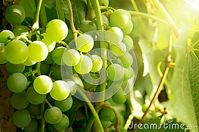 Bunches grapes illuminated by sun. Stock Photo